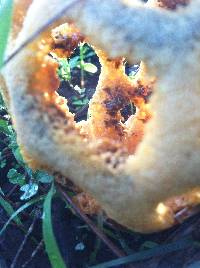 Clathrus ruber image