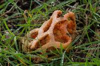 Clathrus ruber image