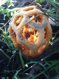 Clathrus ruber image