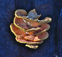 Laetiporus gilbertsonii image