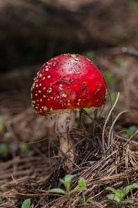 Amanita muscaria image