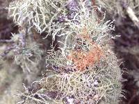 Usnea rubicunda image