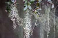 Ramalina menziesii image