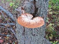 Polyporus squamosus image