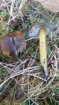 Hygrocybe conica image