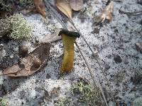 Leotia viscosa image