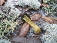 Leotia viscosa image