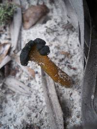 Leotia viscosa image