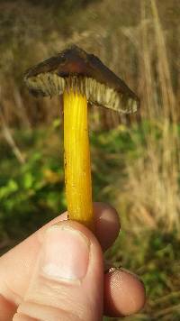 Hygrocybe conica image