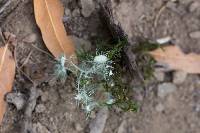 Usnea intermedia image