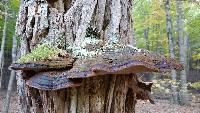 Phellinus robiniae image