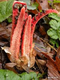 Clathrus archeri image