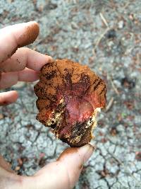 Ganoderma applanatum image