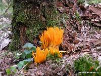 Calocera viscosa image