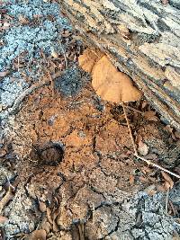 Ganoderma applanatum image