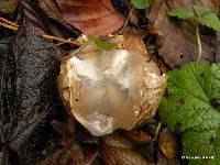 Clathrus archeri image