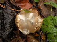 Clathrus archeri image