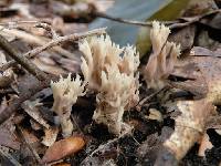 Clavulina coralloides image