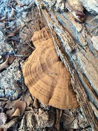 Ganoderma applanatum image