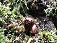 Cyathus striatus image