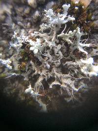 Physcia adscendens image