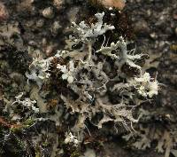 Physcia adscendens image