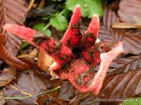 Clathrus archeri image