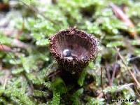 Cyathus striatus image