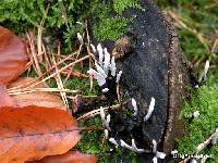 Xylaria hypoxylon image