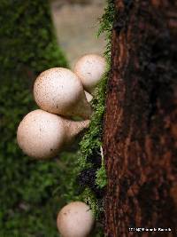 Lycoperdon pyriforme image