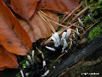 Xylaria hypoxylon image