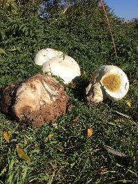 Calvatia gigantea image