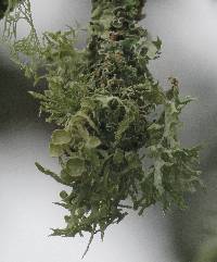 Ramalina leptocarpha image