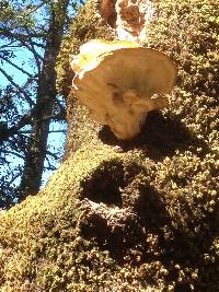 Laetiporus sulphureus image