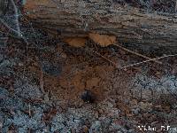 Ganoderma applanatum image