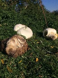 Calvatia gigantea image