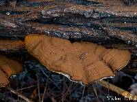 Ganoderma applanatum image