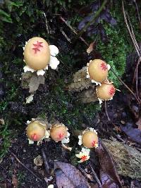 Calostoma lutescens image