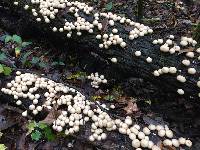 Lycoperdon pyriforme image