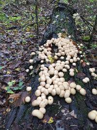 Lycoperdon pyriforme image