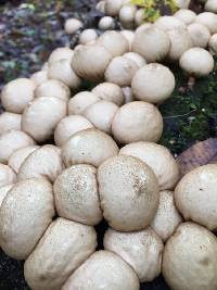 Lycoperdon pyriforme image