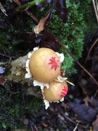 Calostoma lutescens image