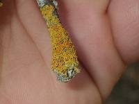 Xanthoria parietina var. parietina image