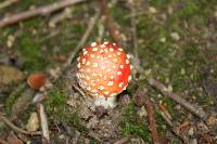 Amanita muscaria image