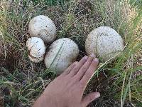 Calvatia cyathiformis image