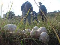 Calvatia cyathiformis image