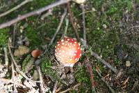 Amanita muscaria image