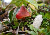 Hygrocybe conica image