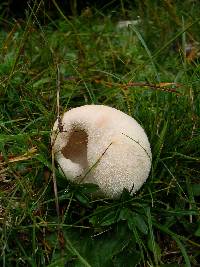 Lycoperdon pratense image