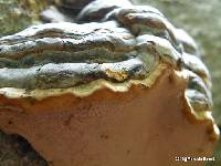 Fomes fomentarius image